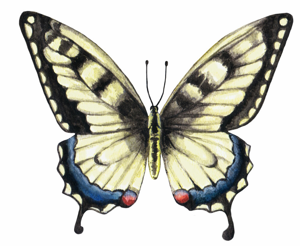 Mondschimmerfluegel